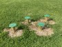 Champignons
