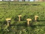 Champignons